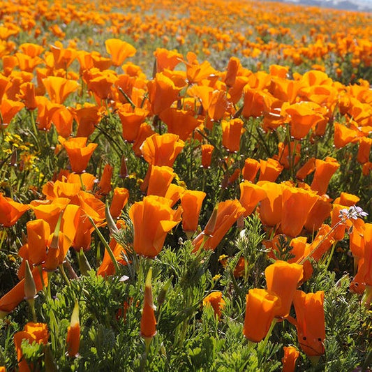 Golden California Poppy Flower Seeds