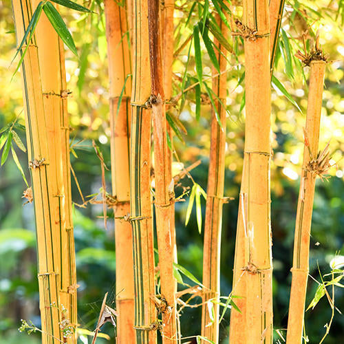 Golden Bamboo Plant Seeds