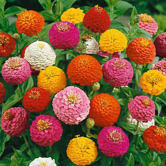Lilliput Zinnia Flower Seeds