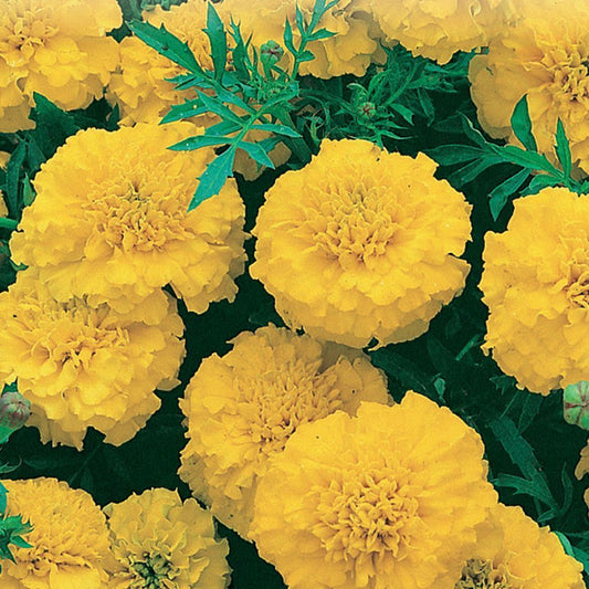 Petite Yellow French Marigold Flower Seeds