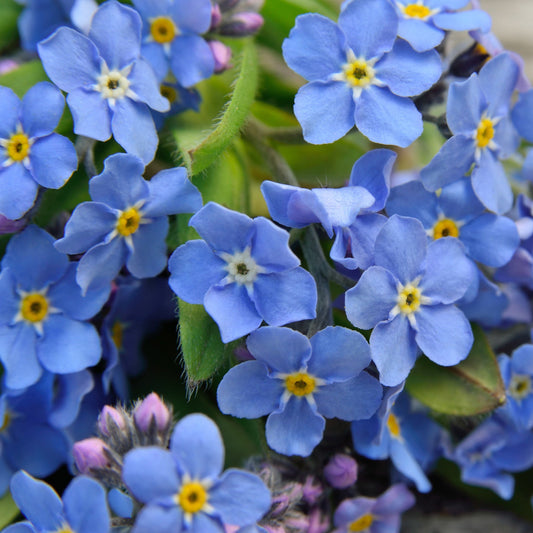 Forget-Me-Not Flower Seeds