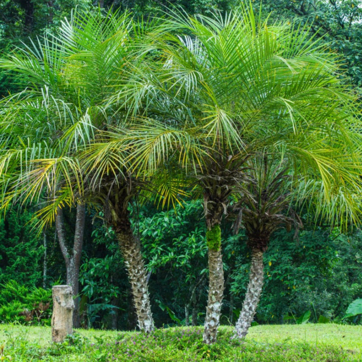 Pygmy Date Palm Tree Seeds
