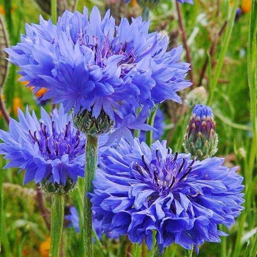 Bachelor Button "Blue Boy" Flower Seeds