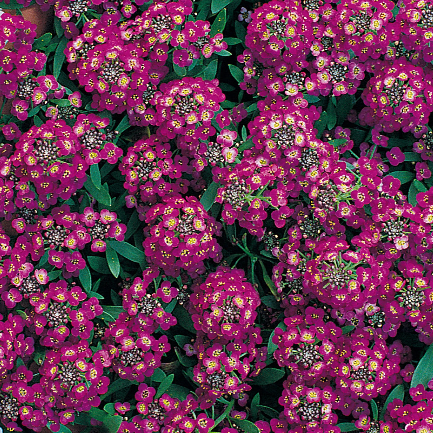 Alyssum "Royal Carpet" Ornamental Groundcover Seeds