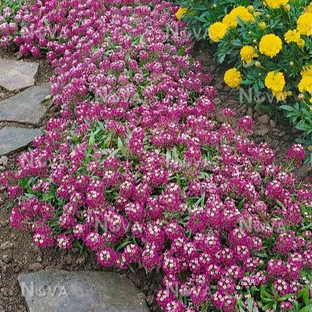 Alyssum "Royal Carpet" Ornamental Groundcover Seeds