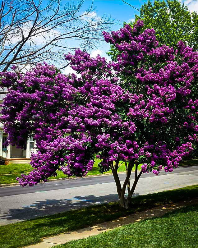 Crepe Myrtle Tree Seeds (Purple)