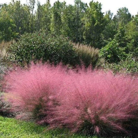 Pink Muhly Ornamental Grass Seeds