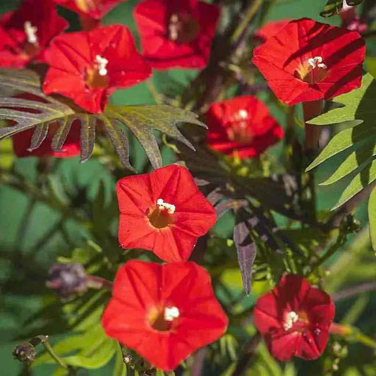 Cardinal Climber Vine Plant Seeds