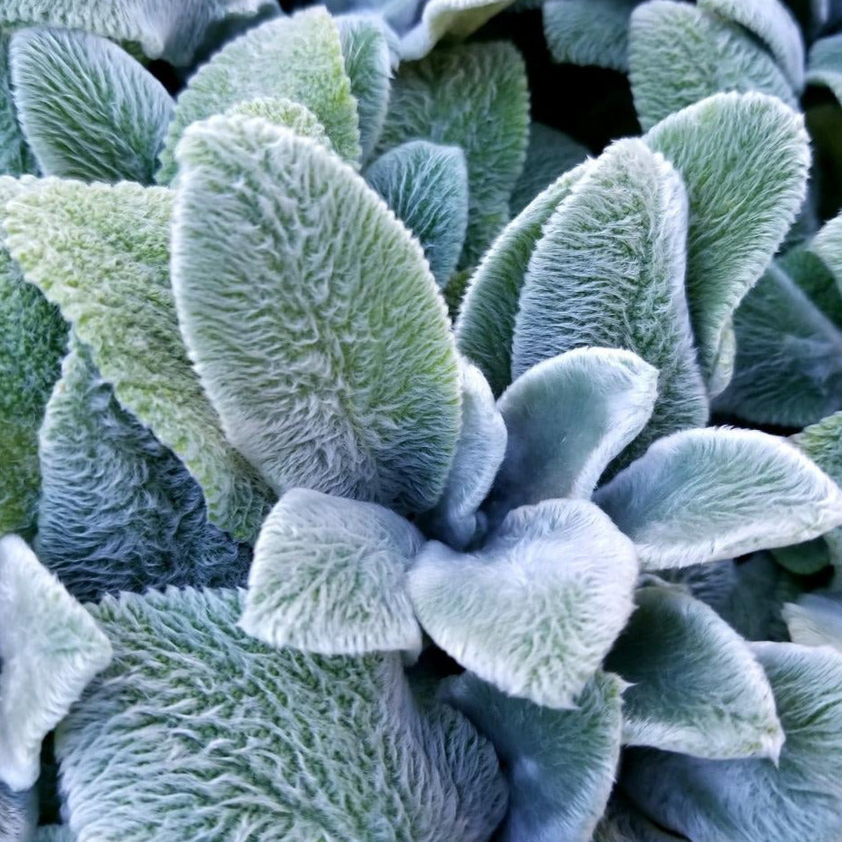 Lambs Ear Ornamental Groundcover Seeds