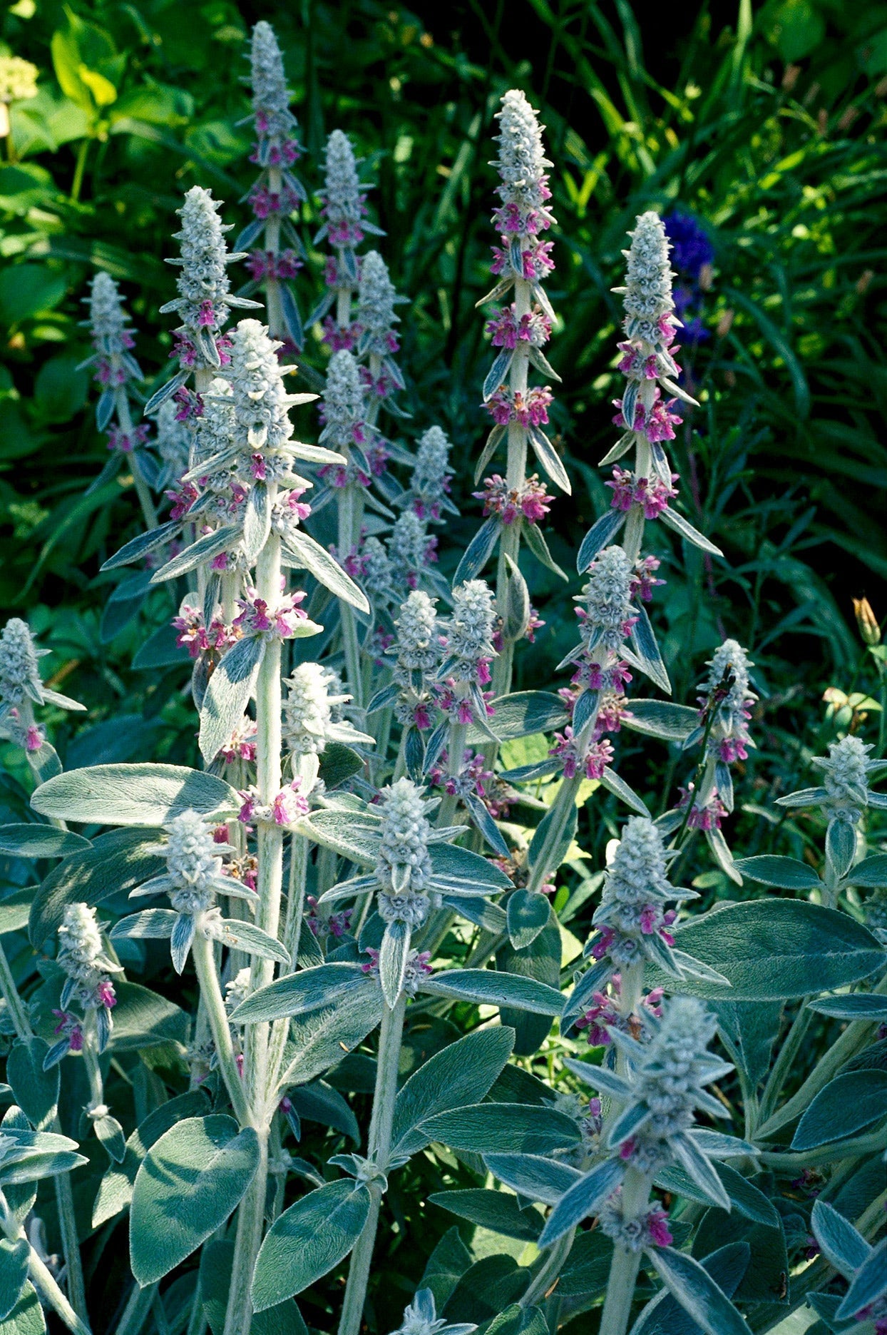 Lambs Ear Ornamental Groundcover Seeds