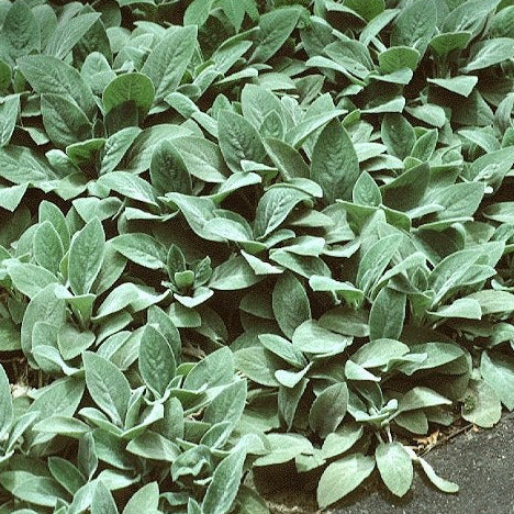 Lambs Ear Ornamental Groundcover Seeds