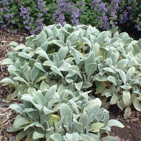 Lambs Ear Ornamental Groundcover Seeds
