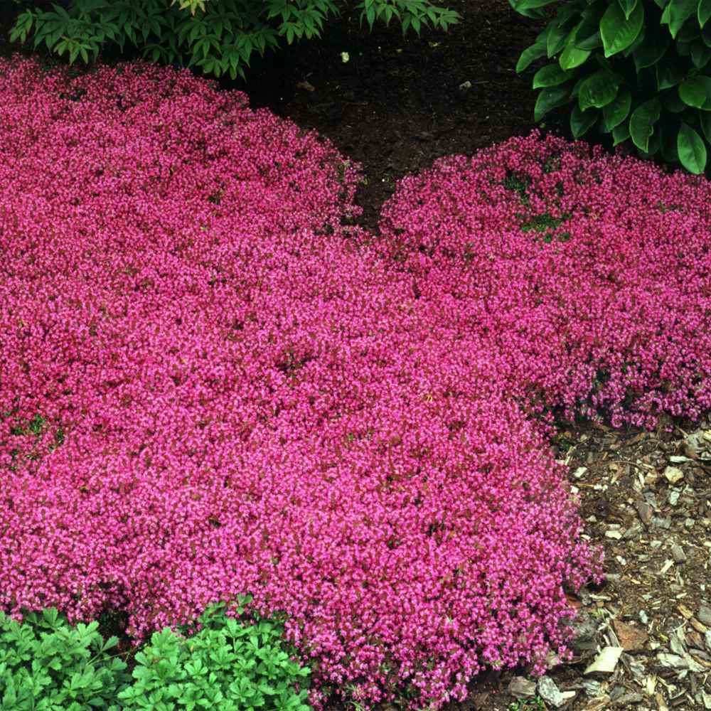 Magic Carpet Creeping Thyme Ornamental Groundcover Seeds