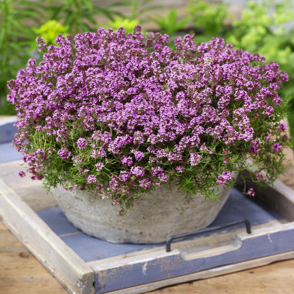 Spring Charm Rock Cress Ornamental Groundcover Seeds