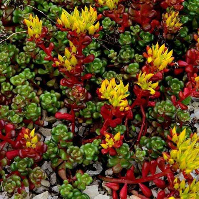 Sedum Oreganum Ornamental Groundcover Seeds