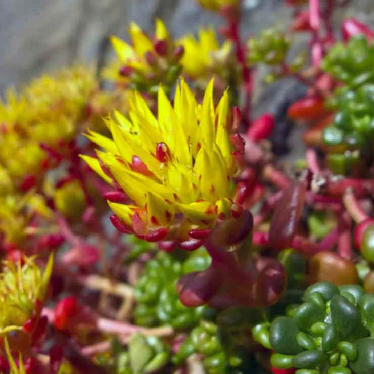 Sedum Oreganum Ornamental Groundcover Seeds