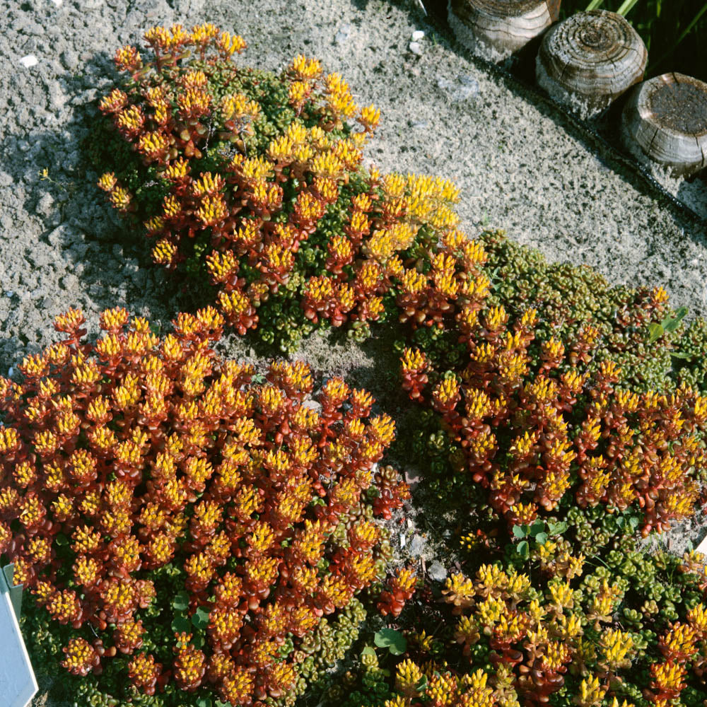Sedum Oreganum Ornamental Groundcover Seeds