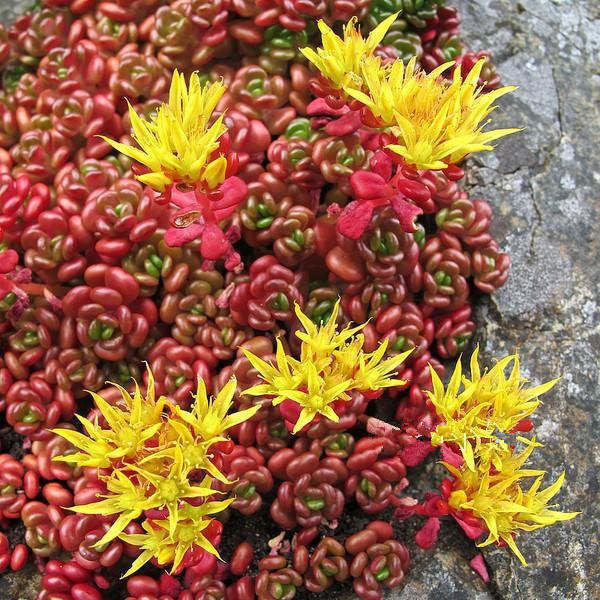 Sedum Oreganum Ornamental Groundcover Seeds