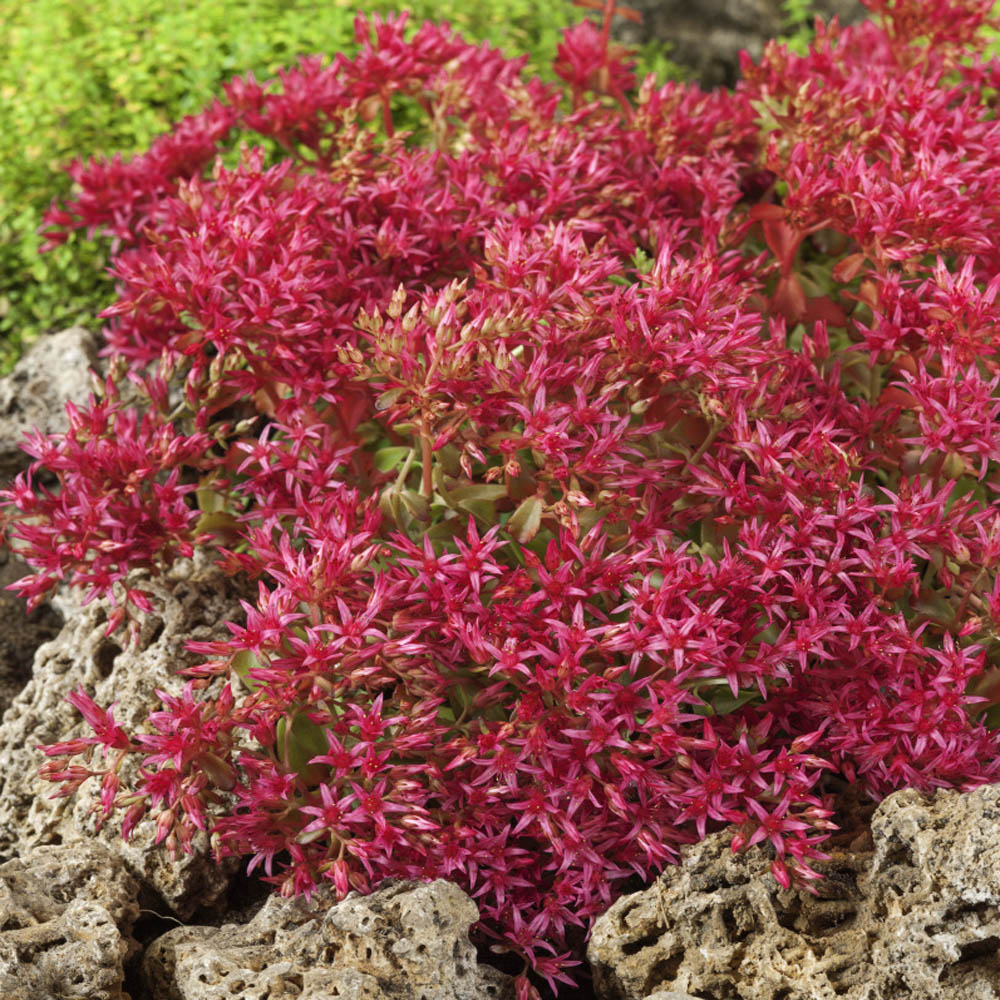 Sedum Red Dragon's Blood Ornamental Groundcover Seeds