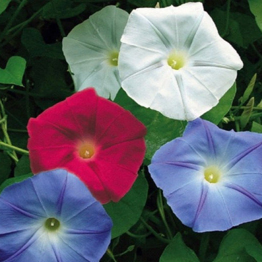 USA Old Glory Morning Glory Plant Seeds