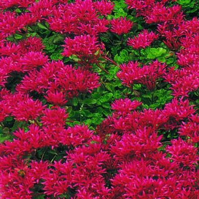 Sedum Red Dragon's Blood Ornamental Groundcover Seeds