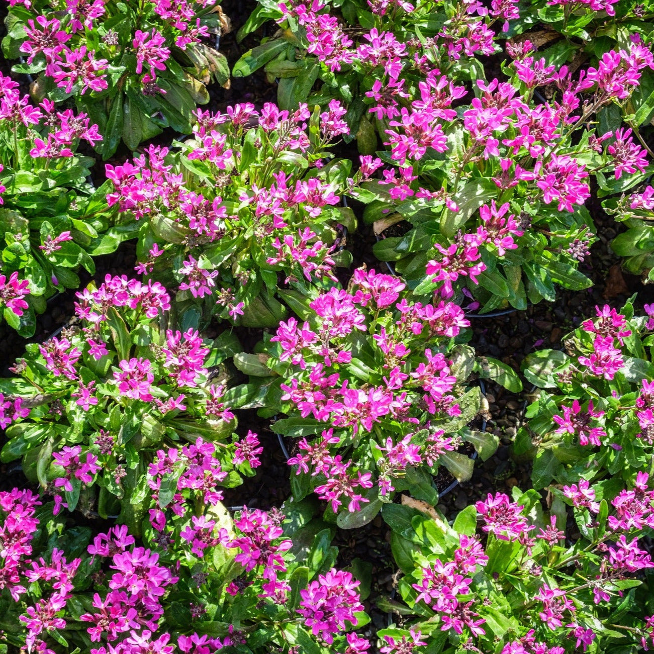 Spring Charm Rock Cress Ornamental Groundcover Seeds