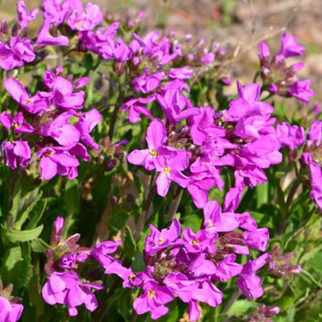 Spring Charm Rock Cress Ornamental Groundcover Seeds