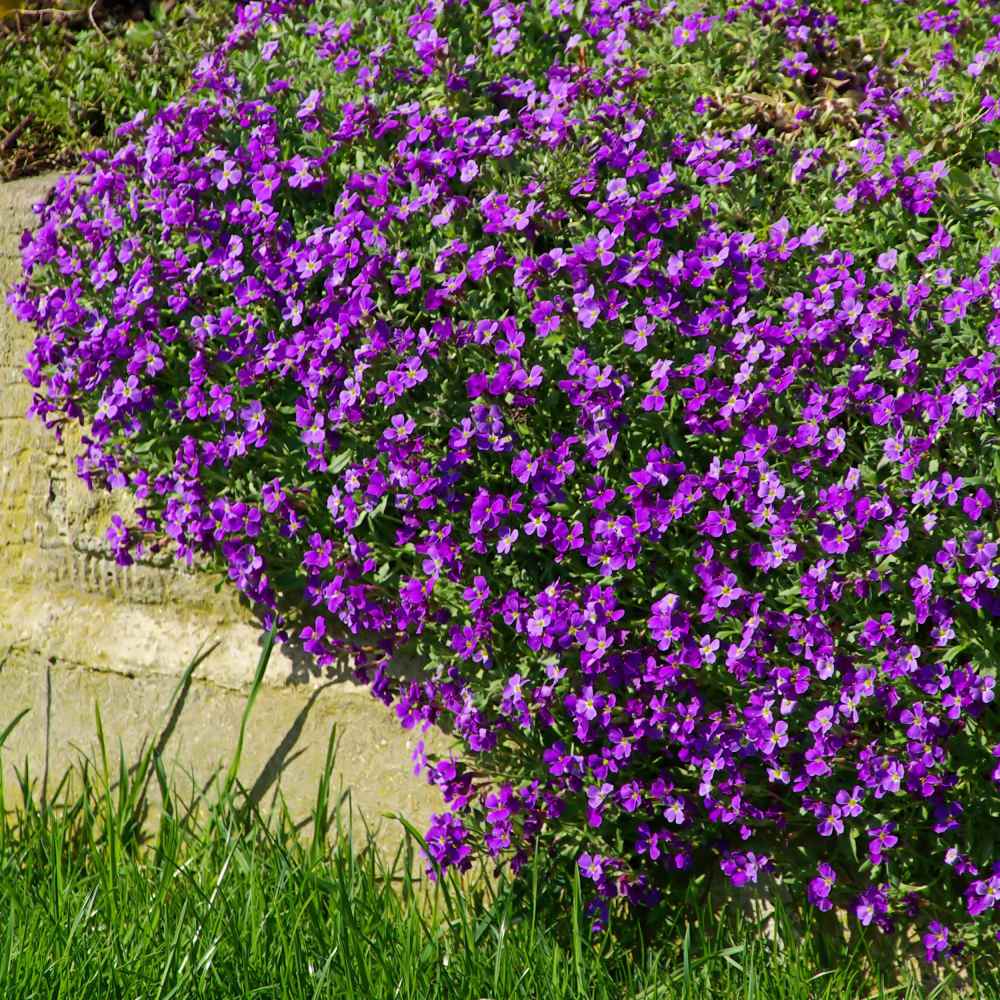 Purple Rock Cress Ornamental Groundcover Seeds