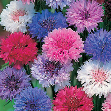 Bachelor Button "Cyanus Double" Flower Seeds