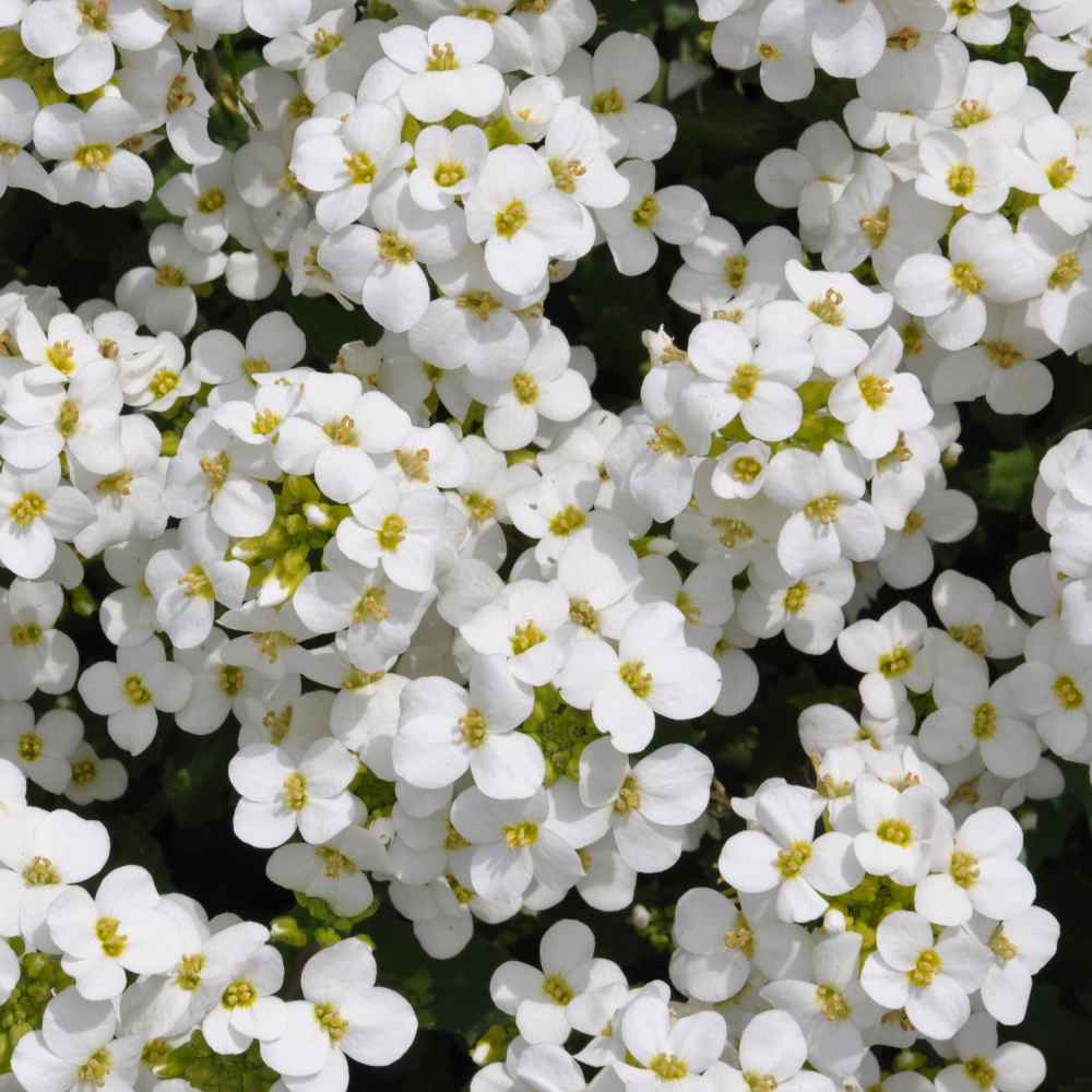 Snow Peak Rock Cress Ornamental Groundcover Seeds