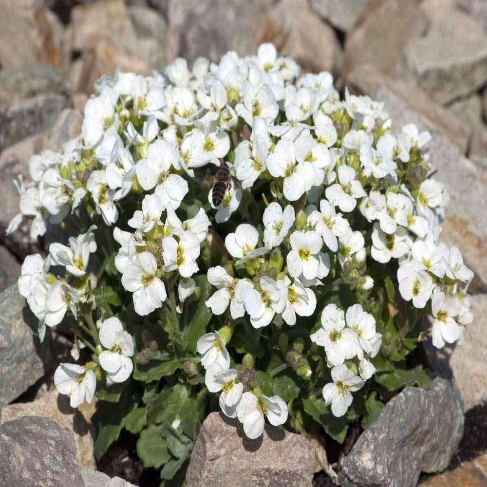 Snow Peak Rock Cress Ornamental Groundcover Seeds