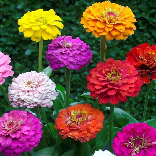 Pumila Zinnia Flower Seeds