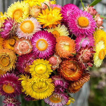 Helichrysum "Strawflower" Seeds