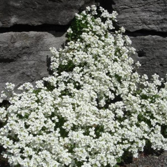Snow Peak Rock Cress Ornamental Groundcover Seeds