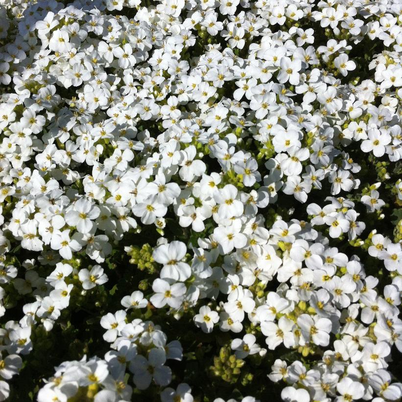 Snow Peak Rock Cress Ornamental Groundcover Seeds