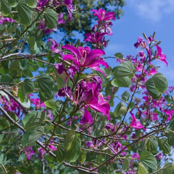 Hong Kong Orchid Tree Seeds