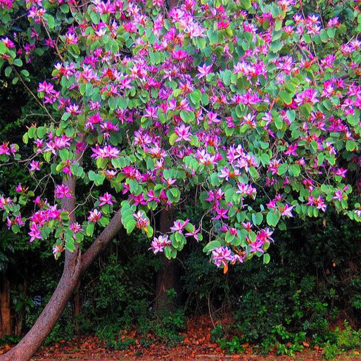 Hong Kong Orchid Tree Seeds