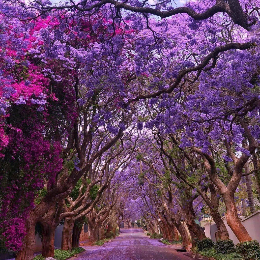 Royal Empress Tree Seeds