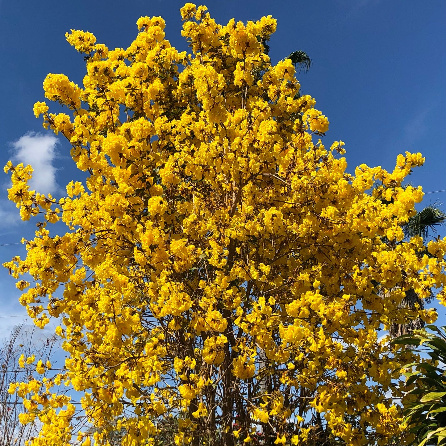 Golden Trumpet Tabebuia Tree Seeds