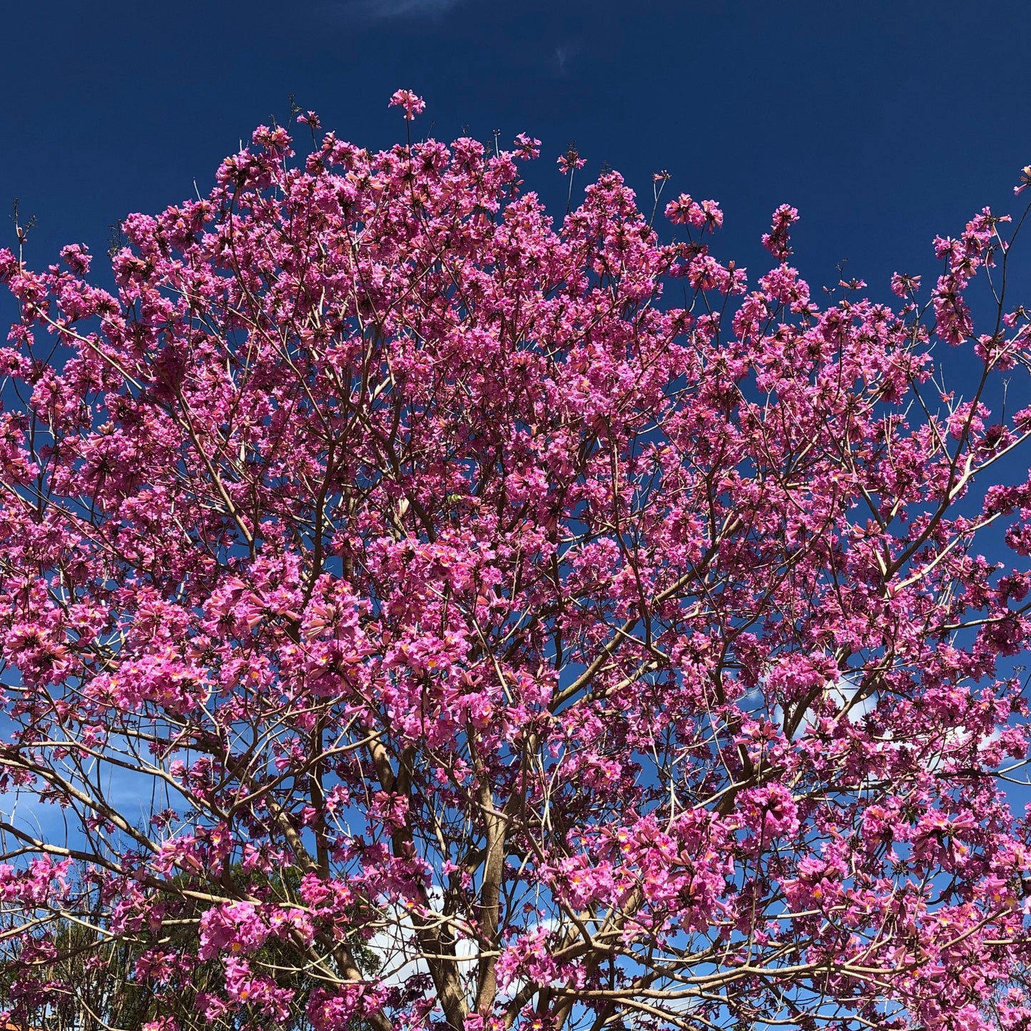 Pink Trumpet Tabebuia Tree Seeds