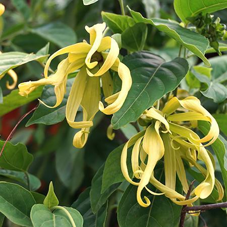 Chanel Number Five "Ylang Ylang" Tree Seeds