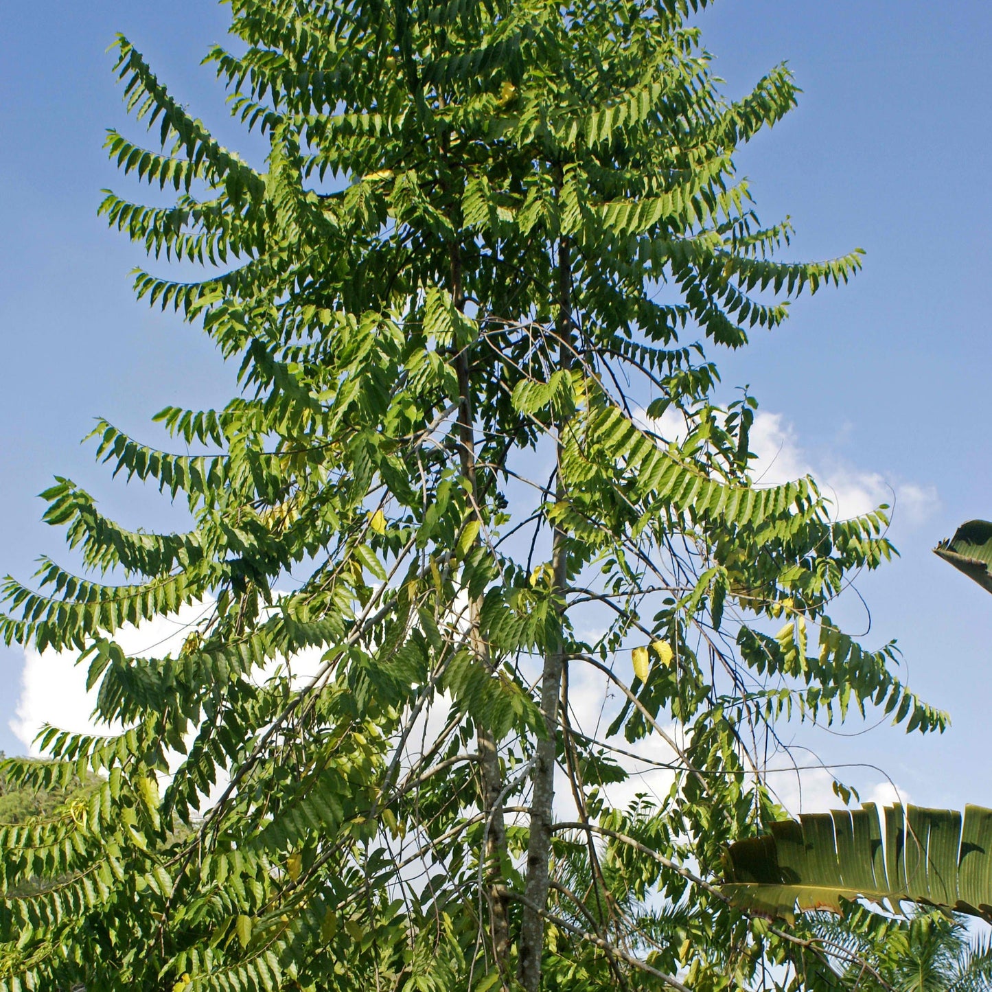 Chanel Number Five "Ylang Ylang" Tree Seeds