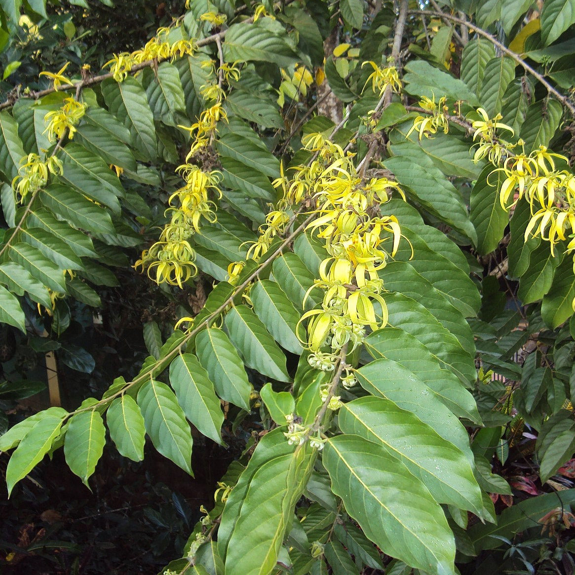 Chanel Number Five "Ylang Ylang" Tree Seeds