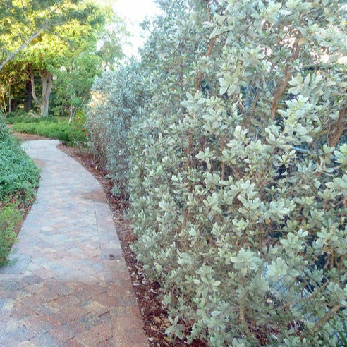 Silver Buttonwood Tree Seeds
