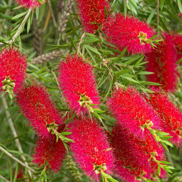 Bottlebrush Tree Seeds