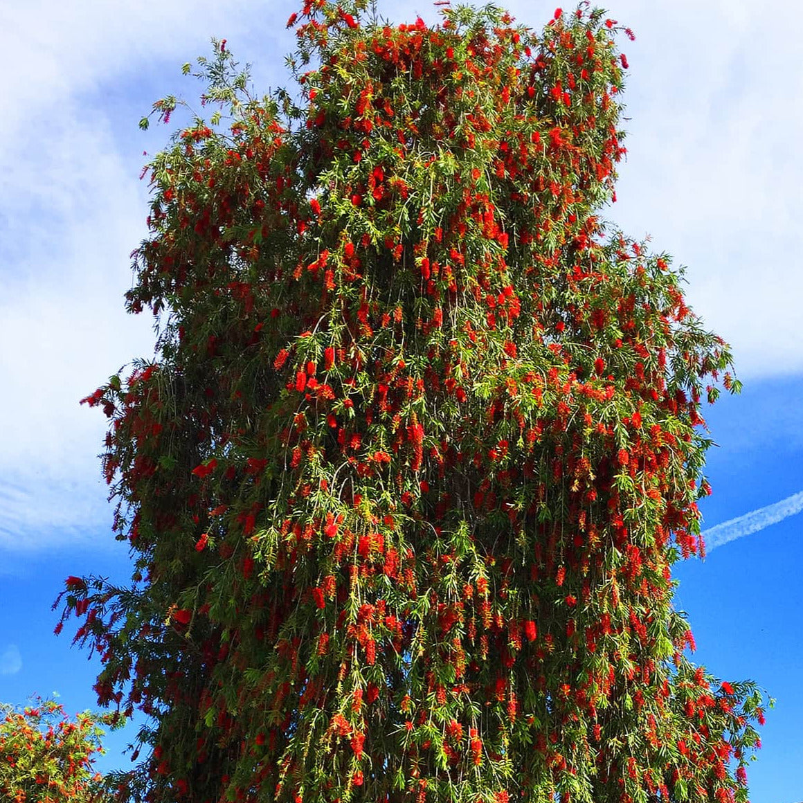 Bottlebrush Tree Seeds