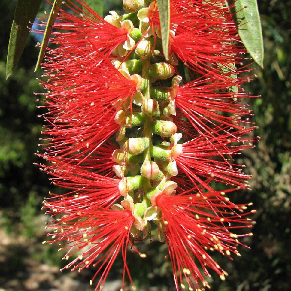 Bottlebrush Tree Seeds