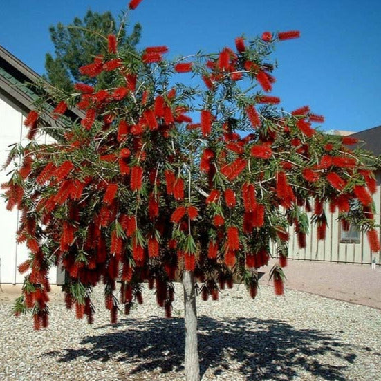 Bottlebrush Tree Seeds