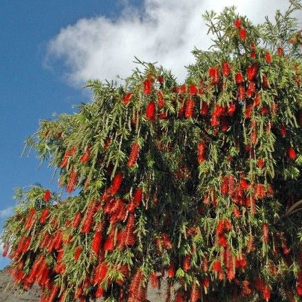 Bottlebrush Tree Seeds