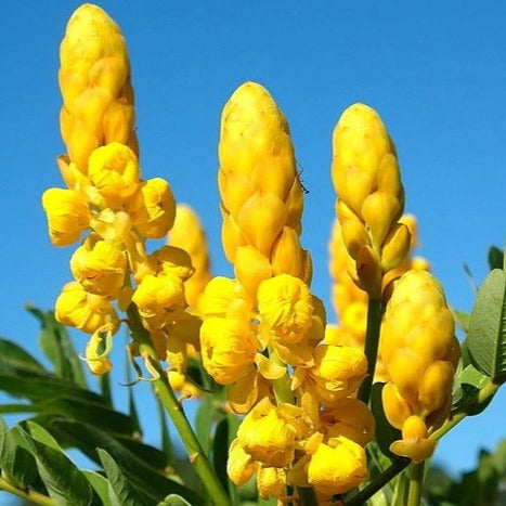 Candlestick Cassia Plant Seeds